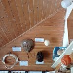 phoca_thumb_m_tropic zajici 21 Fotogalerie